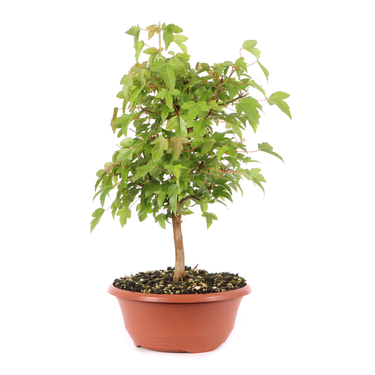 Acer buergerianum