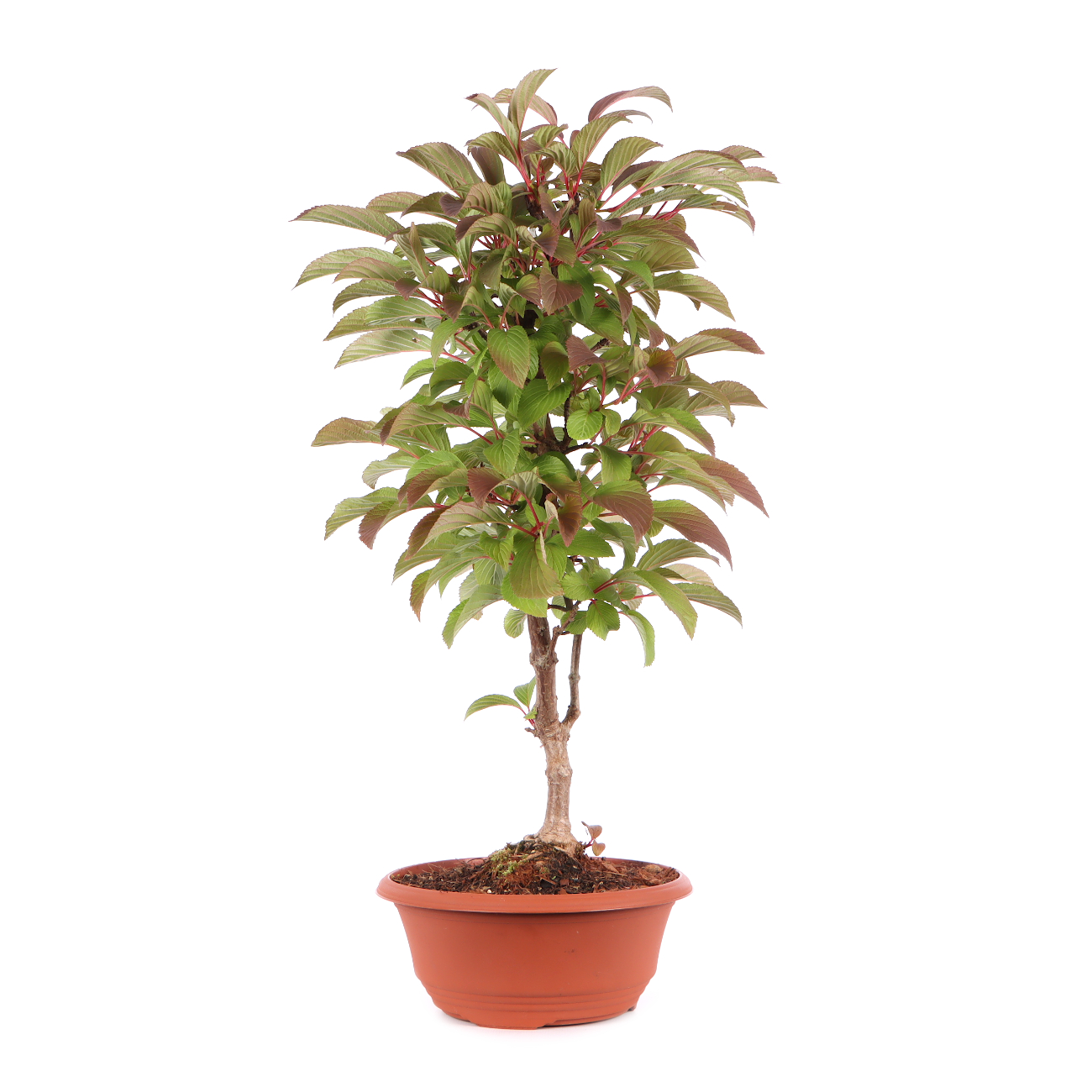Viburnum x bodnantense 'Dawn'