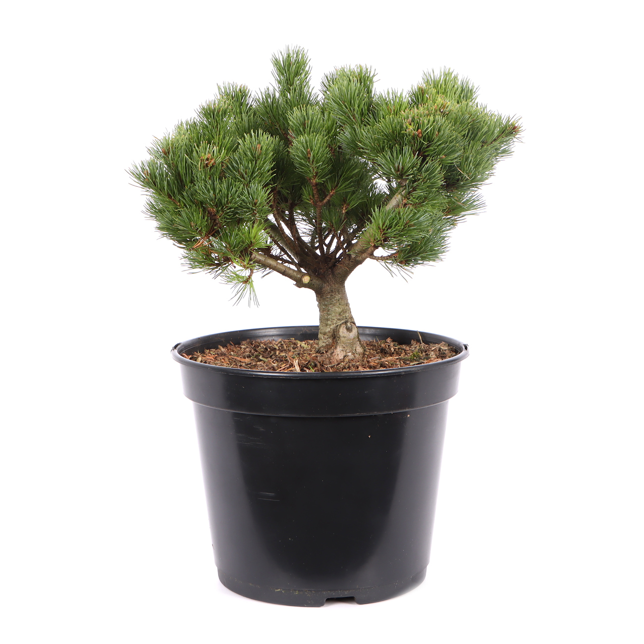 Pinus parviflora 'Kusu Dama'