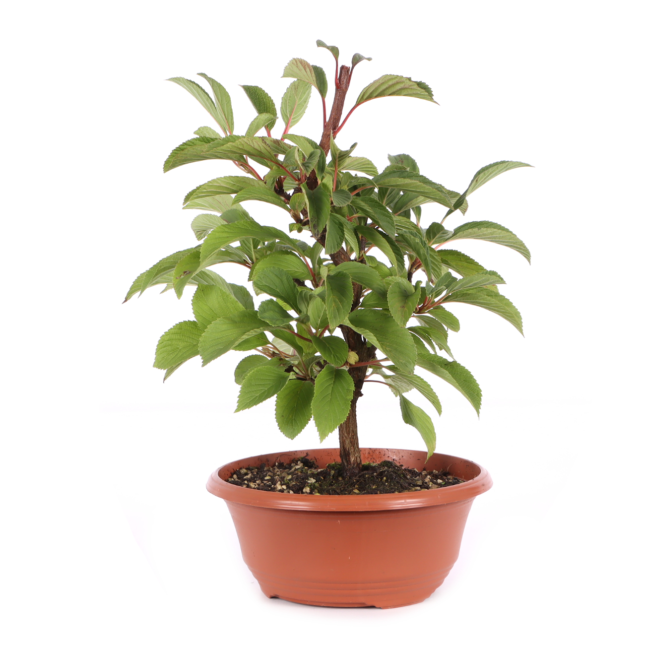 Viburnum x bodnantense 'Dawn'