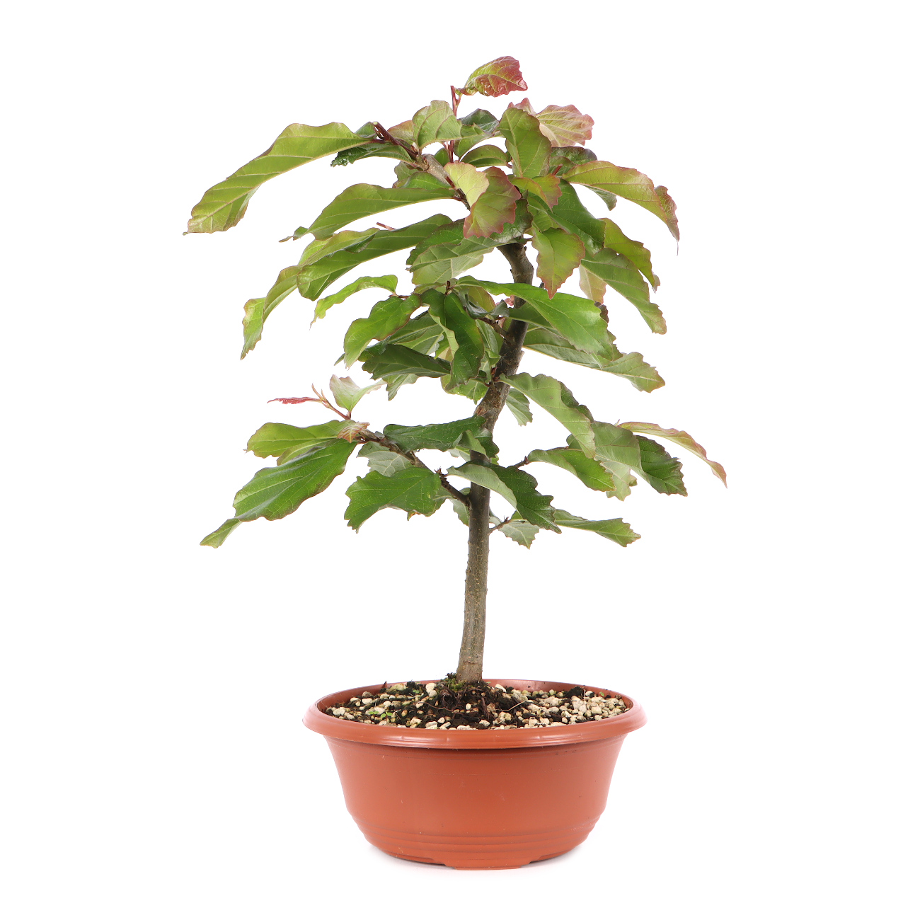 Parrotia persica 'Bella'