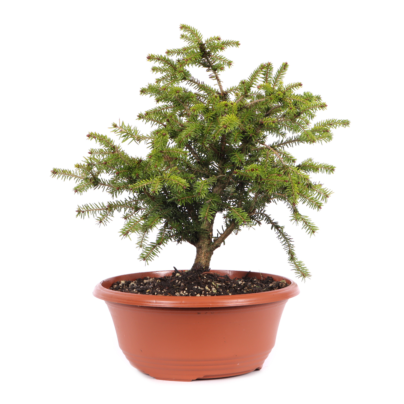 Picea abies 'Nidiformis'