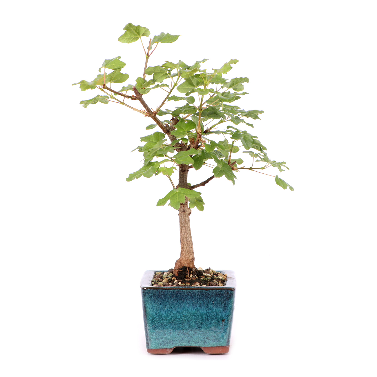 Acer monspessulanum
