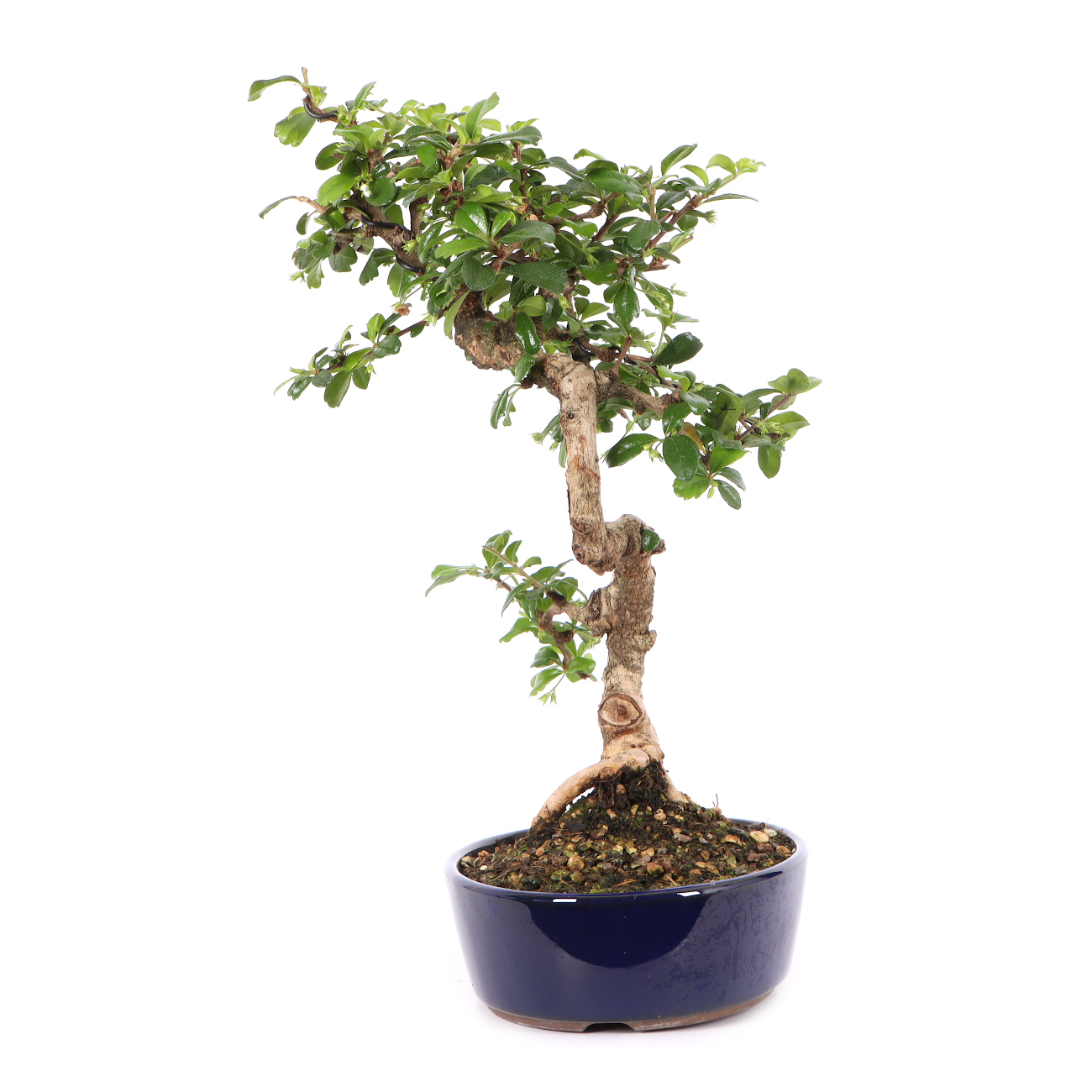 Carmona microphylla