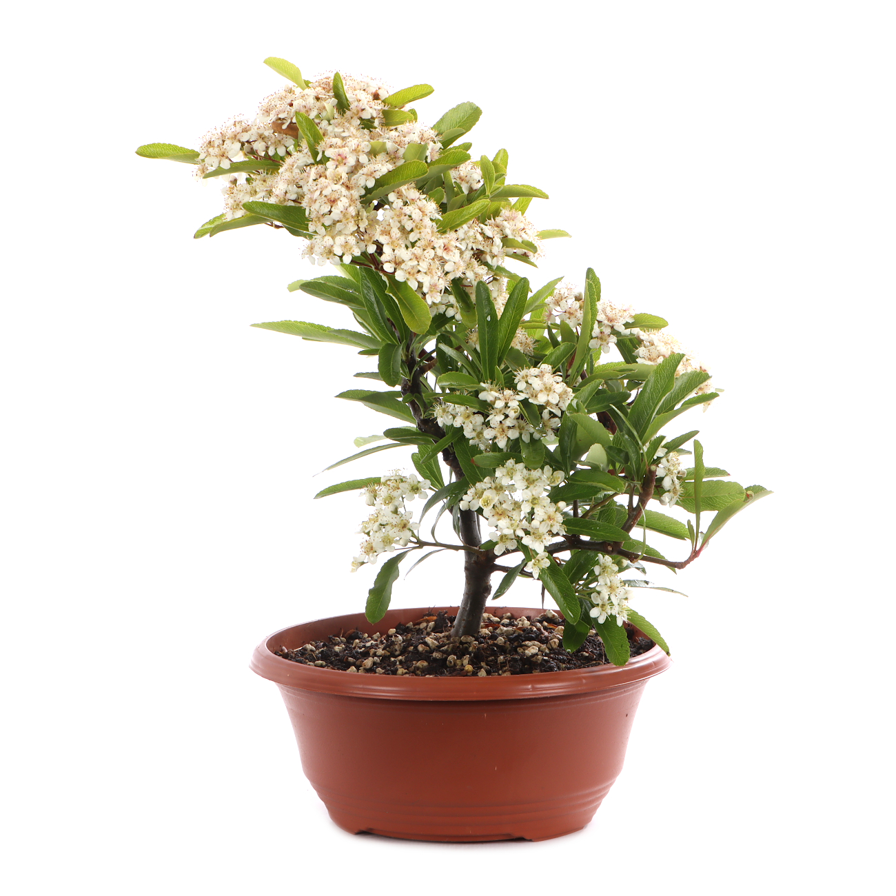 Pyracantha angustifolia