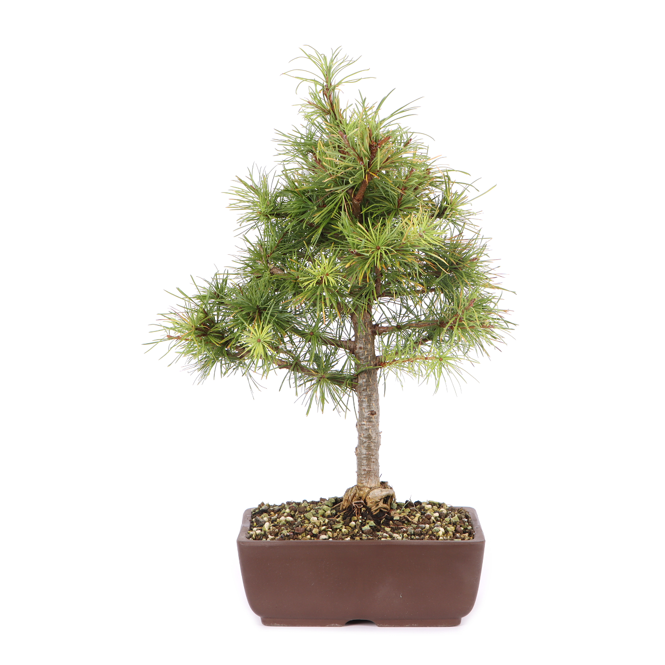 Larix kaempferi