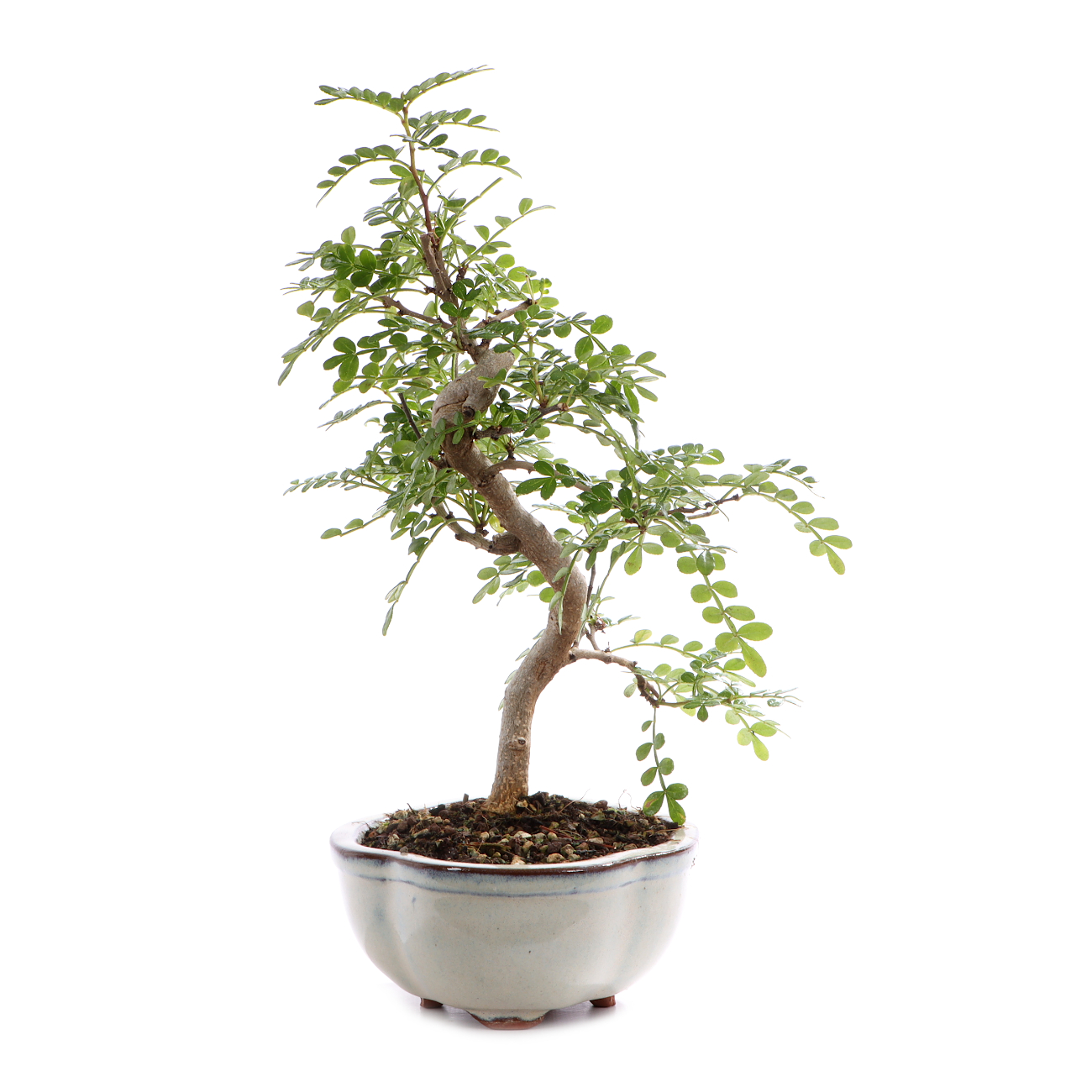 Zanthoxylum spec.