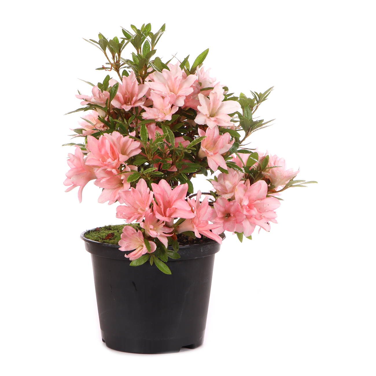 Rhododendron indicum 'Hotaru'