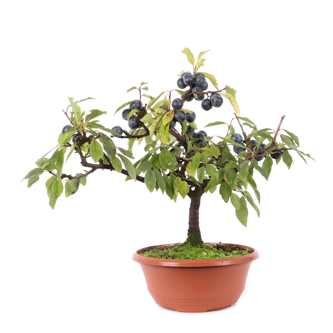 Prunus spinosa