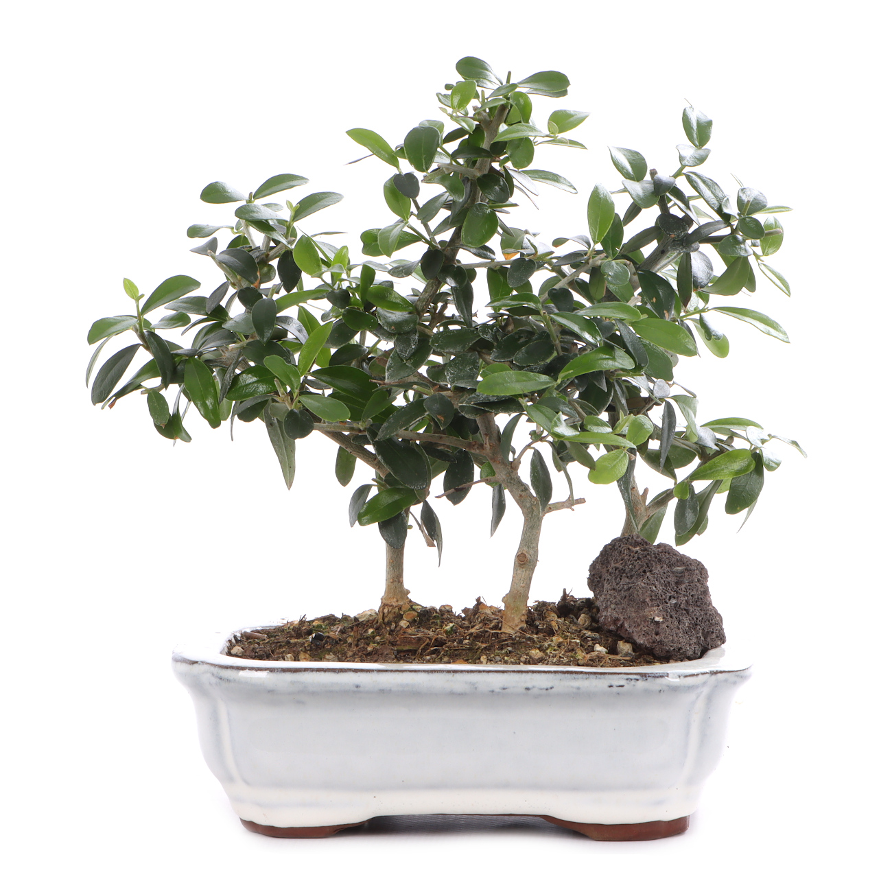 Olea europaea subsp. sylvestris