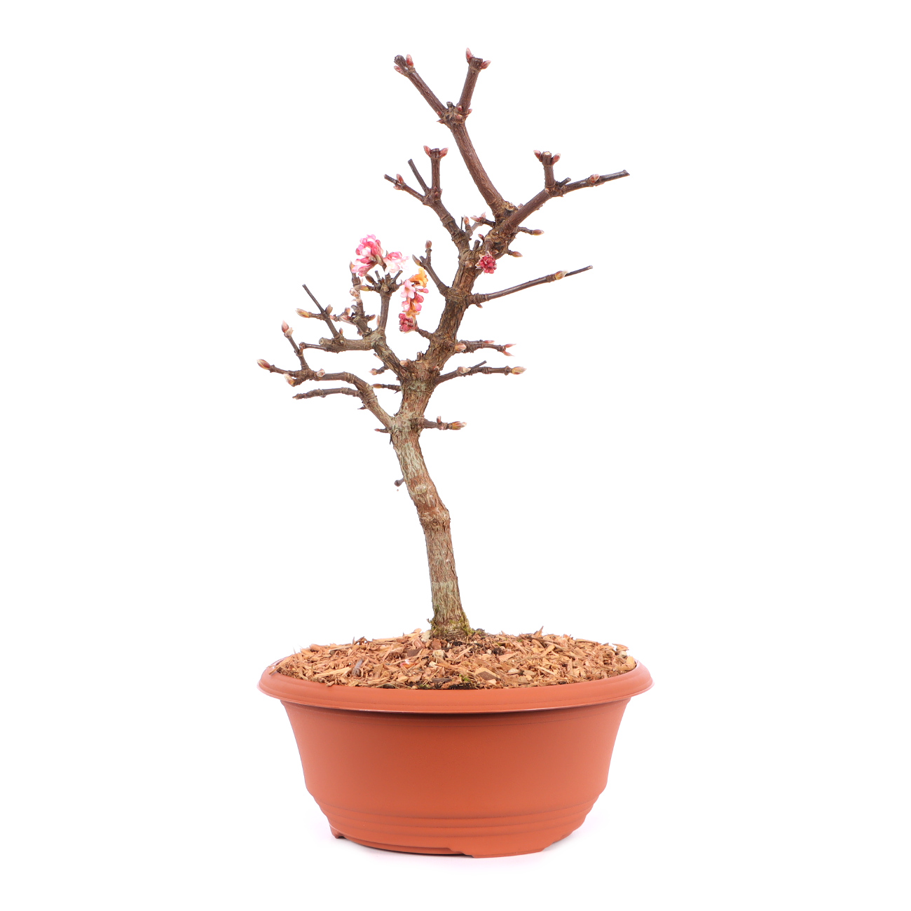 Viburnum x bodnantense 'Dawn'