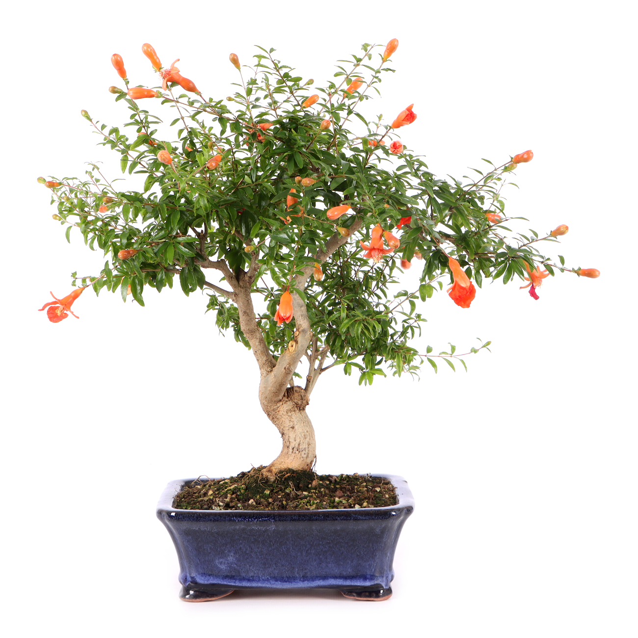 Punica granatum 'Nana'