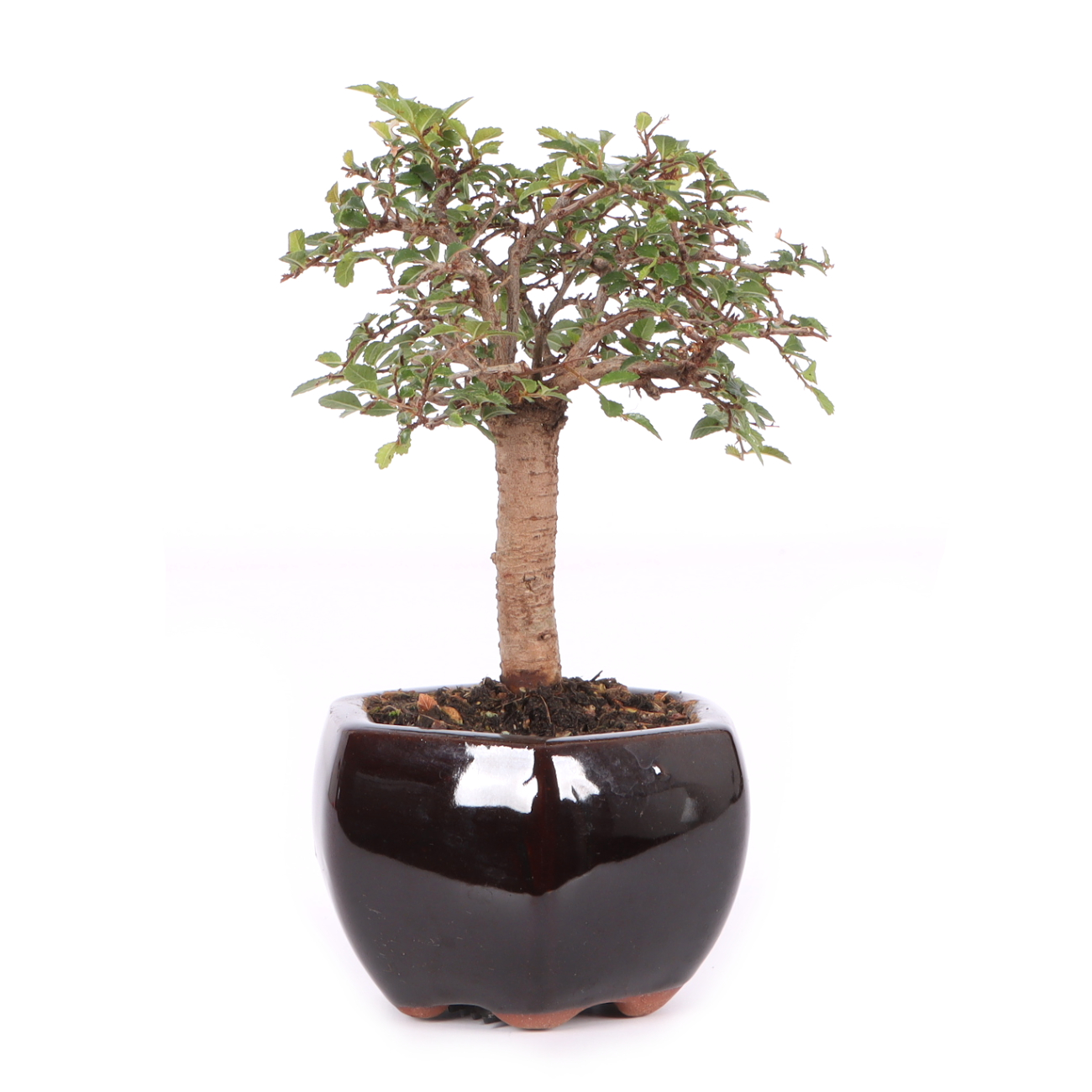 Ulmus parvifolia