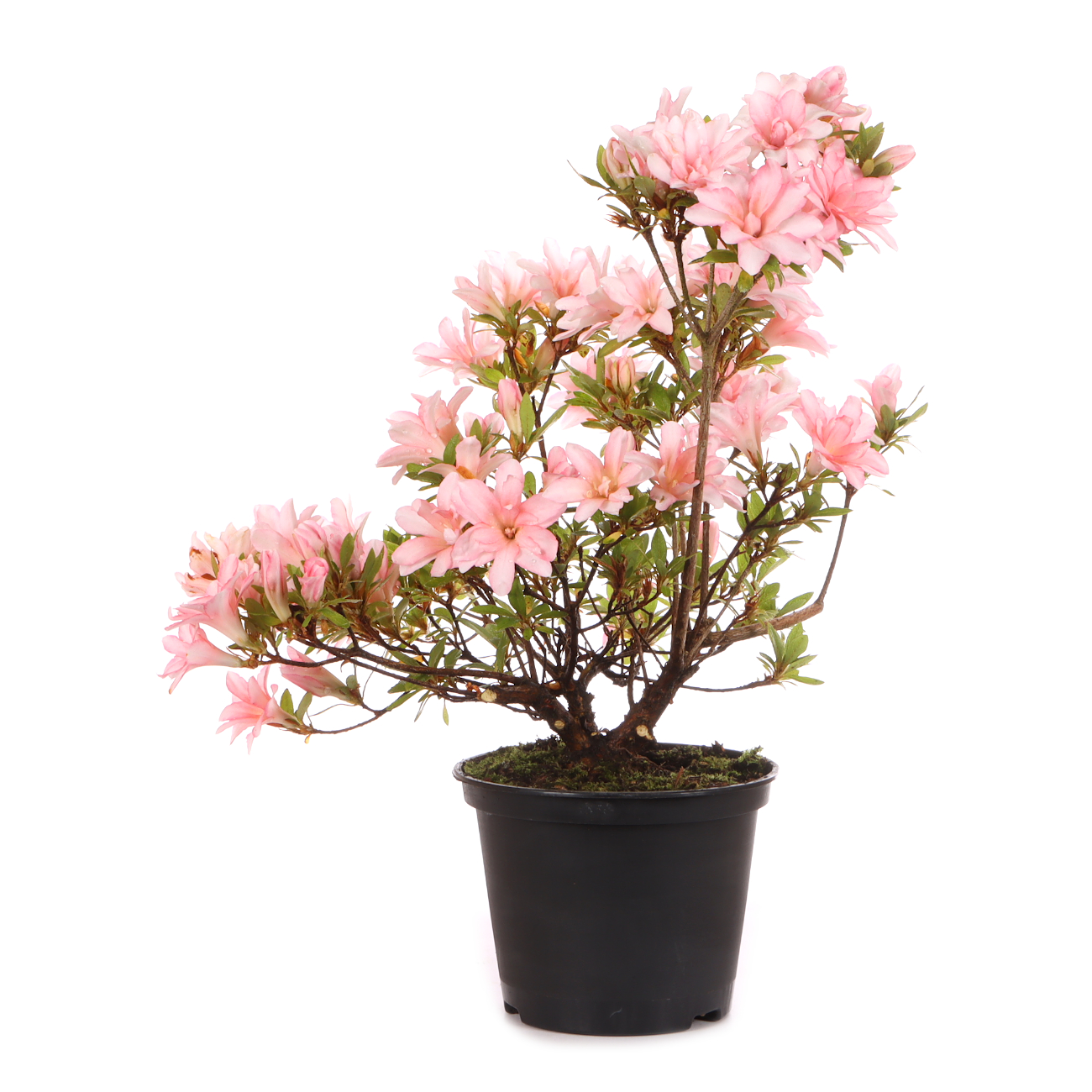 Rhododendron indicum 'Hotaru'