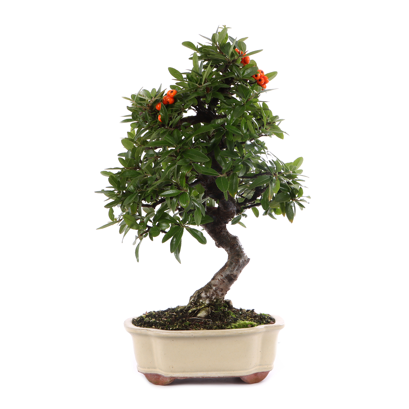 Pyracantha coccinea 'Red Column'