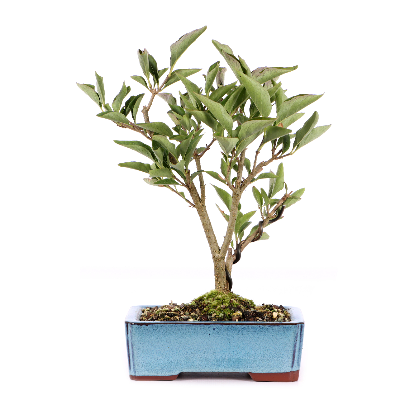 Syringa pubescens var. patula 'Miss Kim'