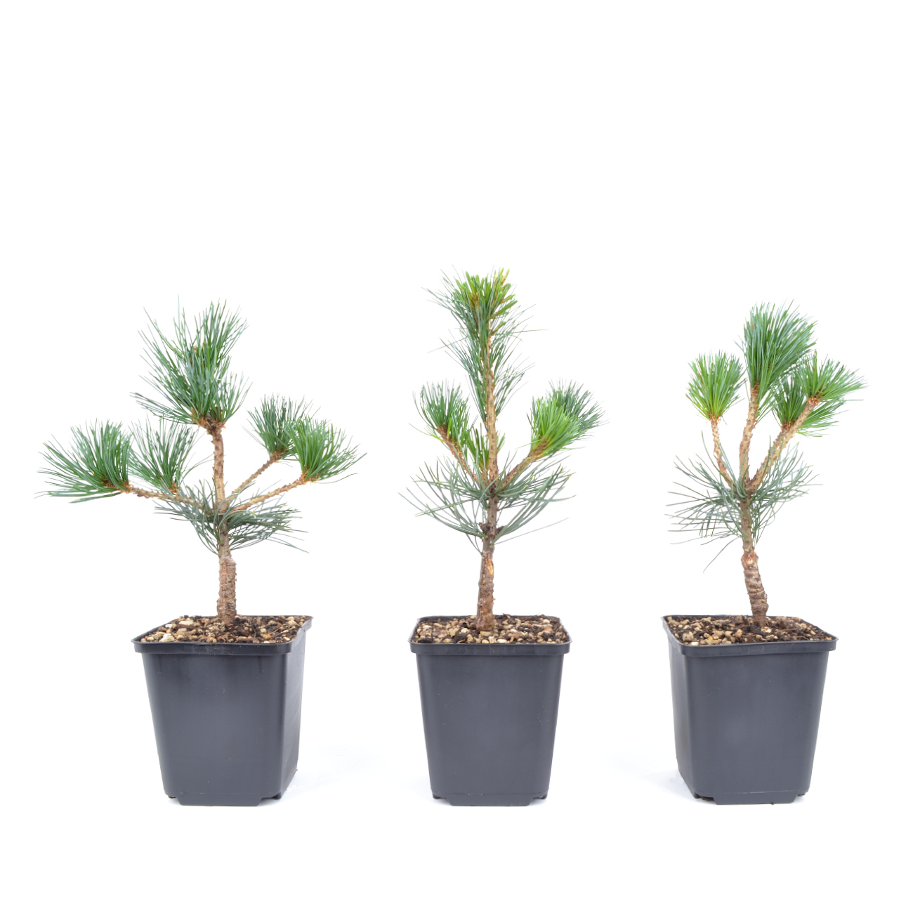 Pinus parviflora 'Negishi'