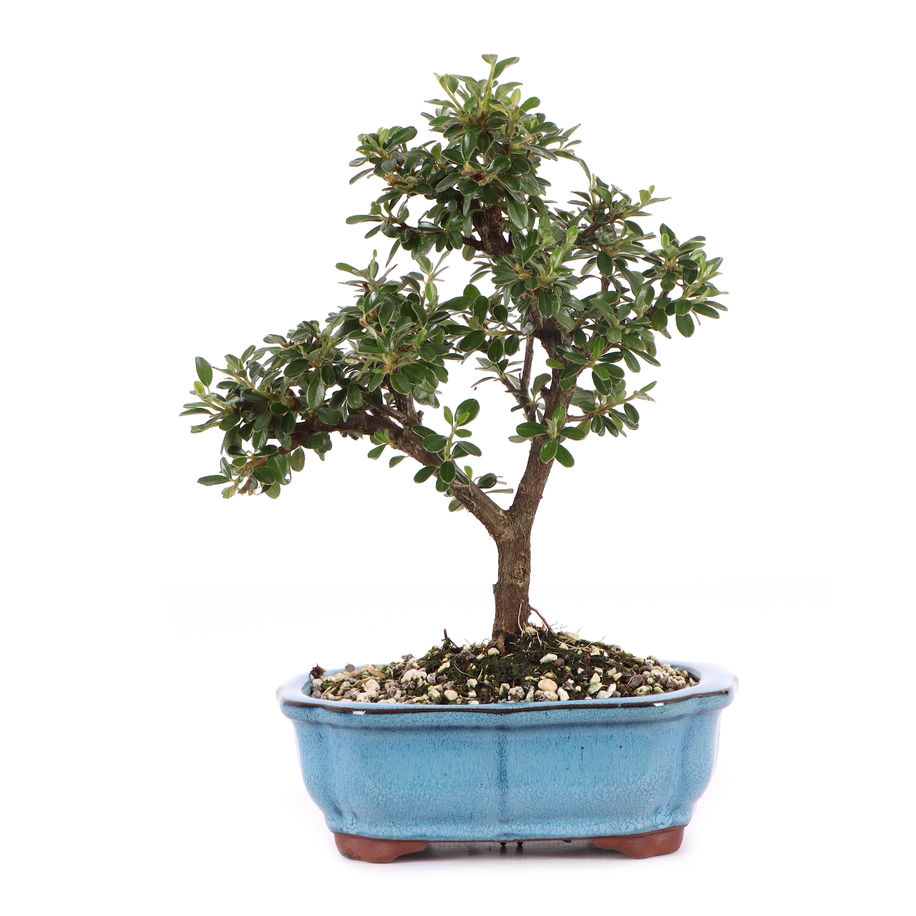 Cotoneaster dammeri 'Skogholm'