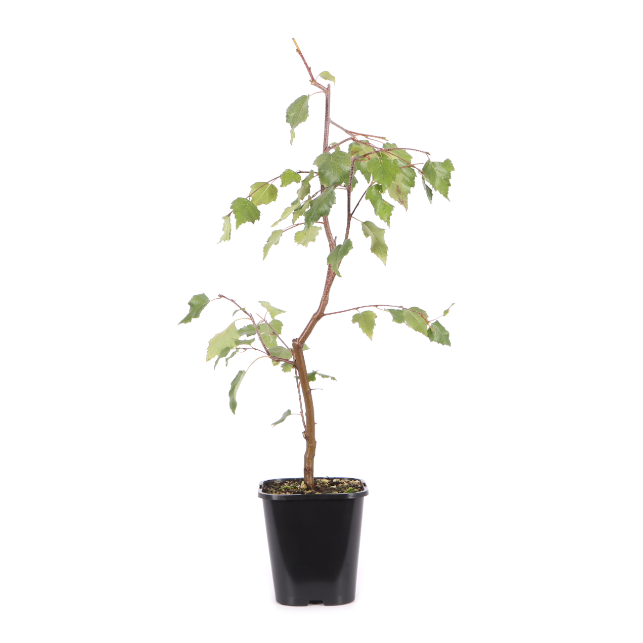 Betula pendula 'Youngii'