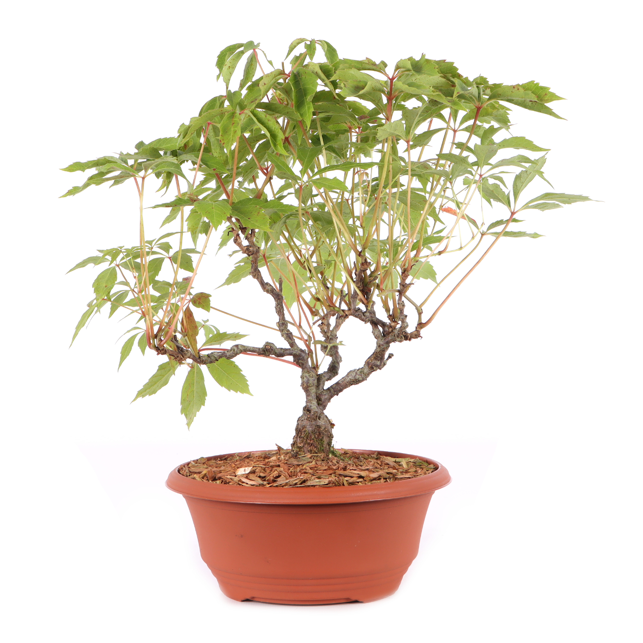 Parthenocissus quinquefolia