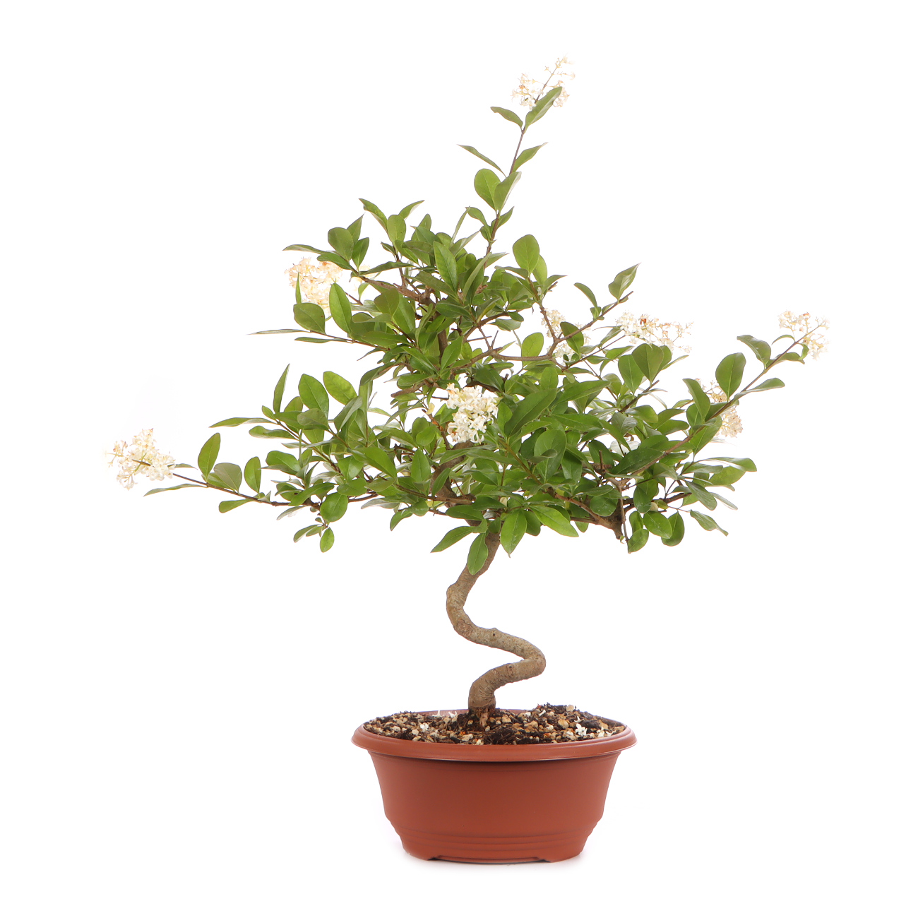 Seitenansicht rechts