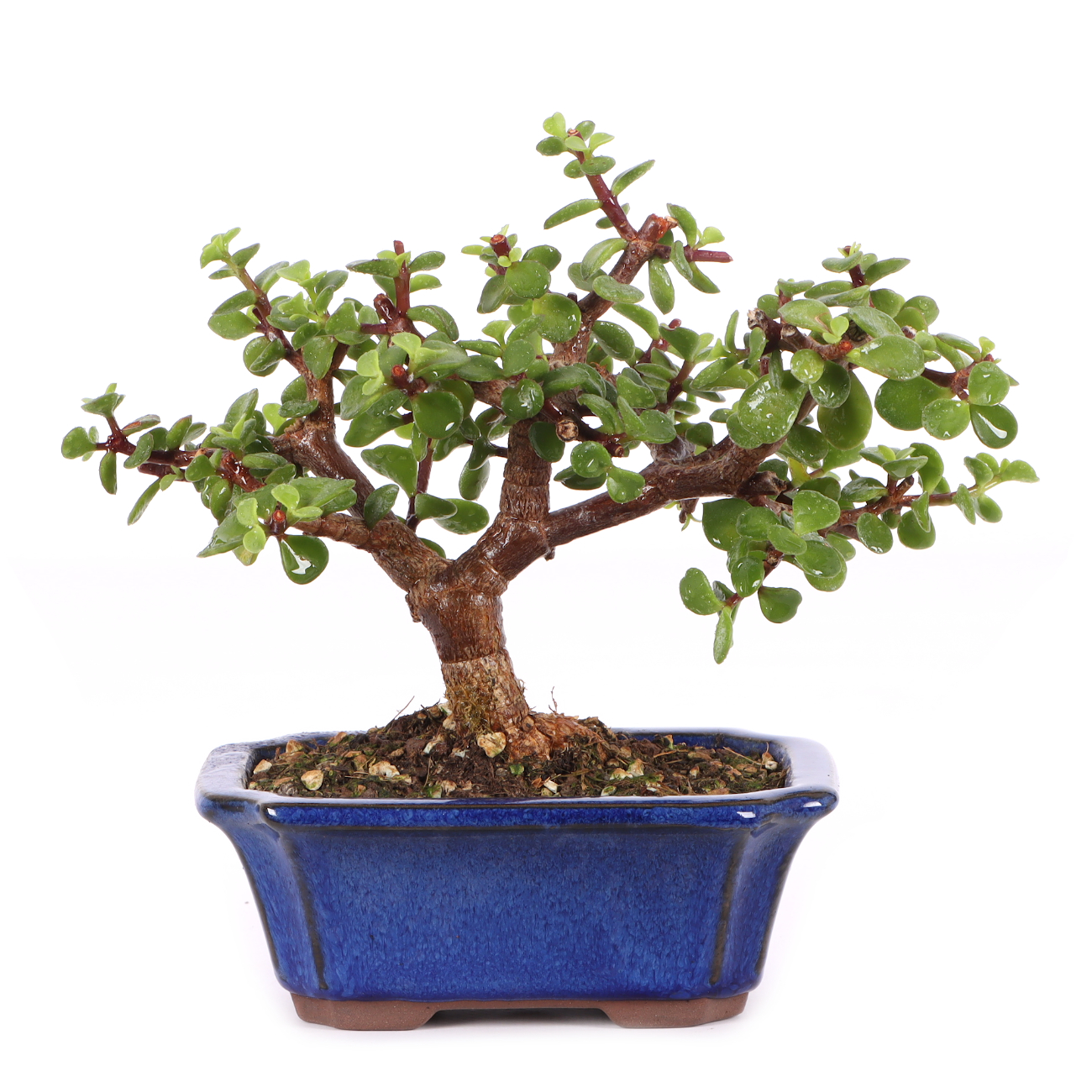 Portulacaria afra
