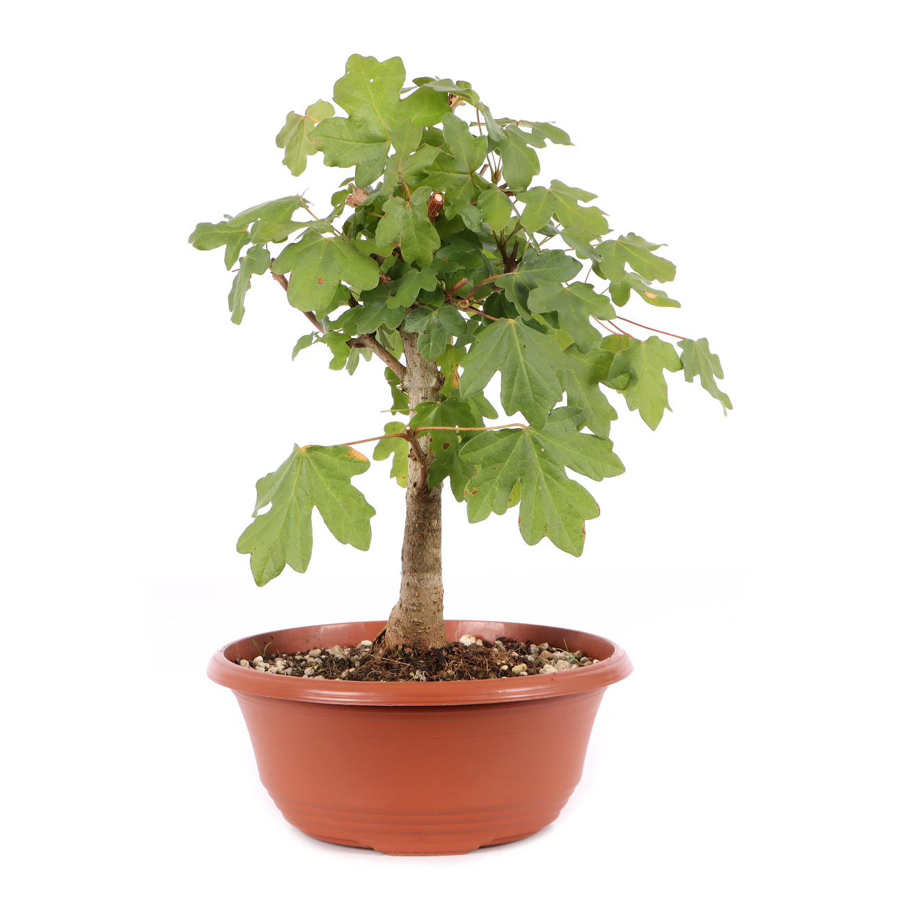 Acer campestre