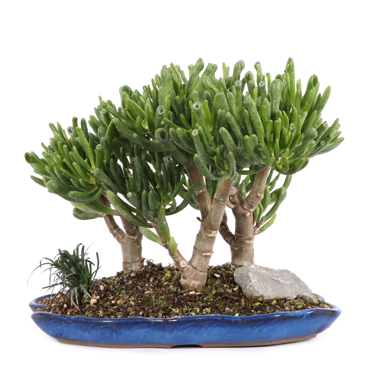 Crassula ovata 'Horn Tree'