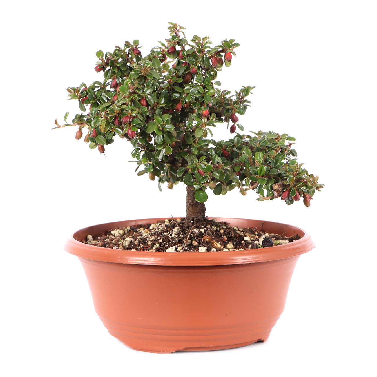 Cotoneaster microphyllus 'Cochleatus'