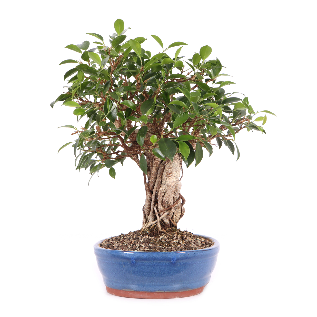 Ficus microcarpa 'Tiger Bark'