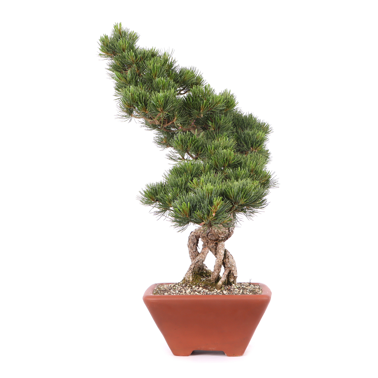 Pinus parviflora 'Glauca'