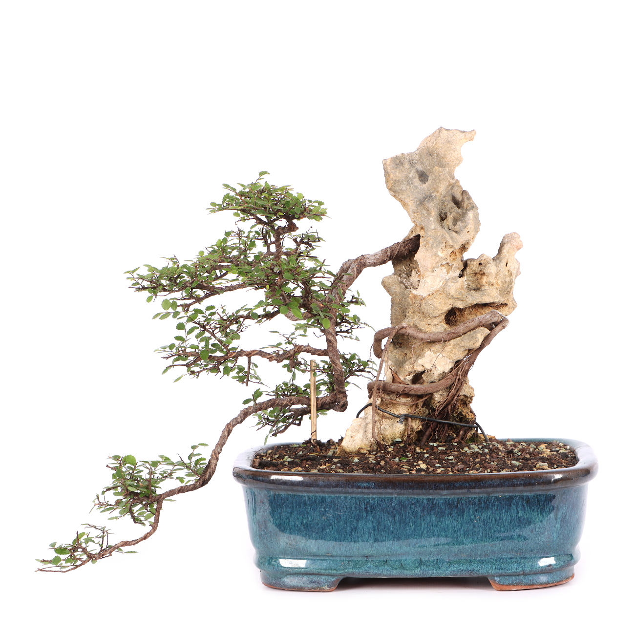Ulmus parvifolia