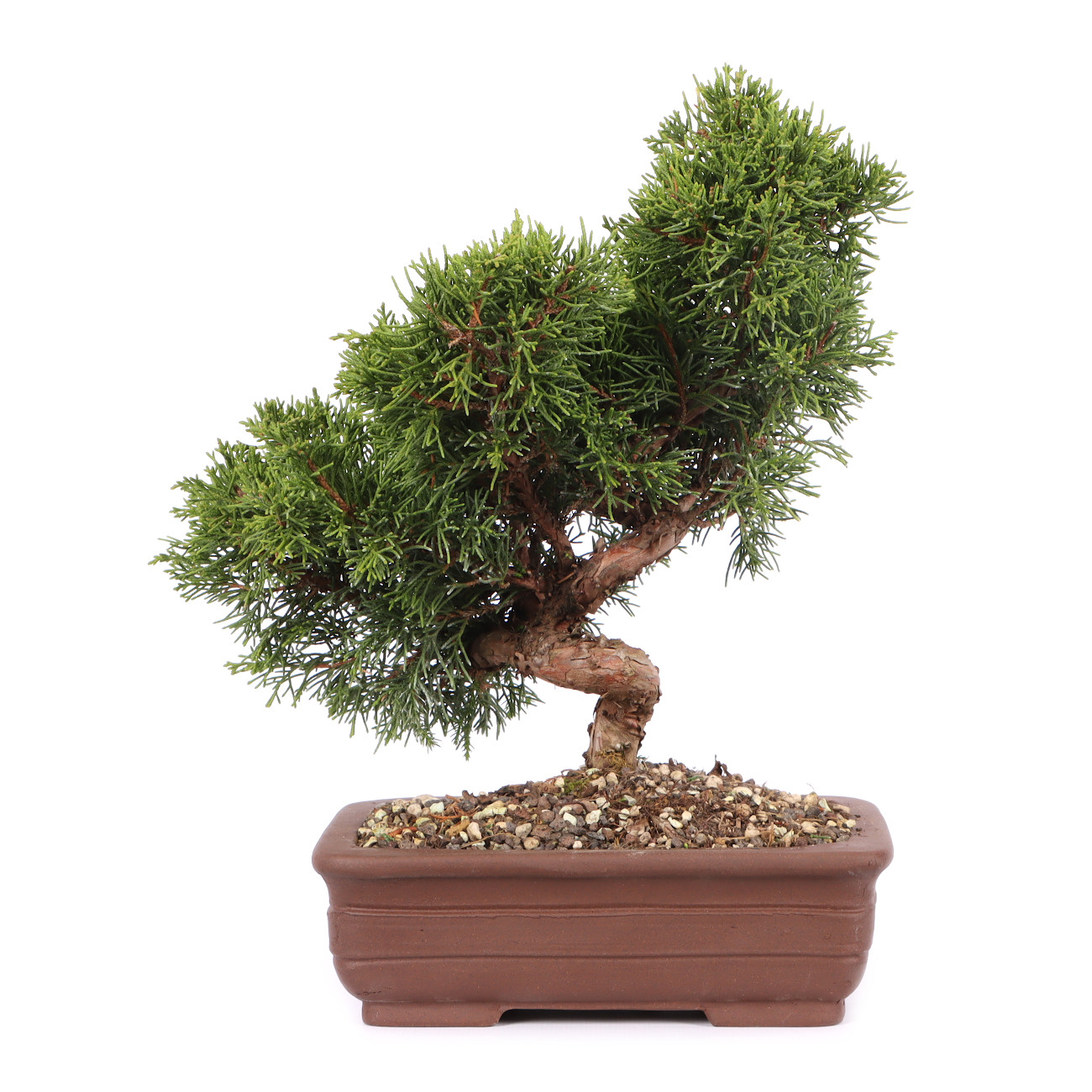 Juniperus chinensis 'Itoigawa'