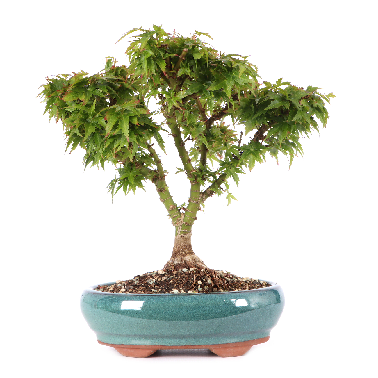 Acer palmatum 'Kotohime'
