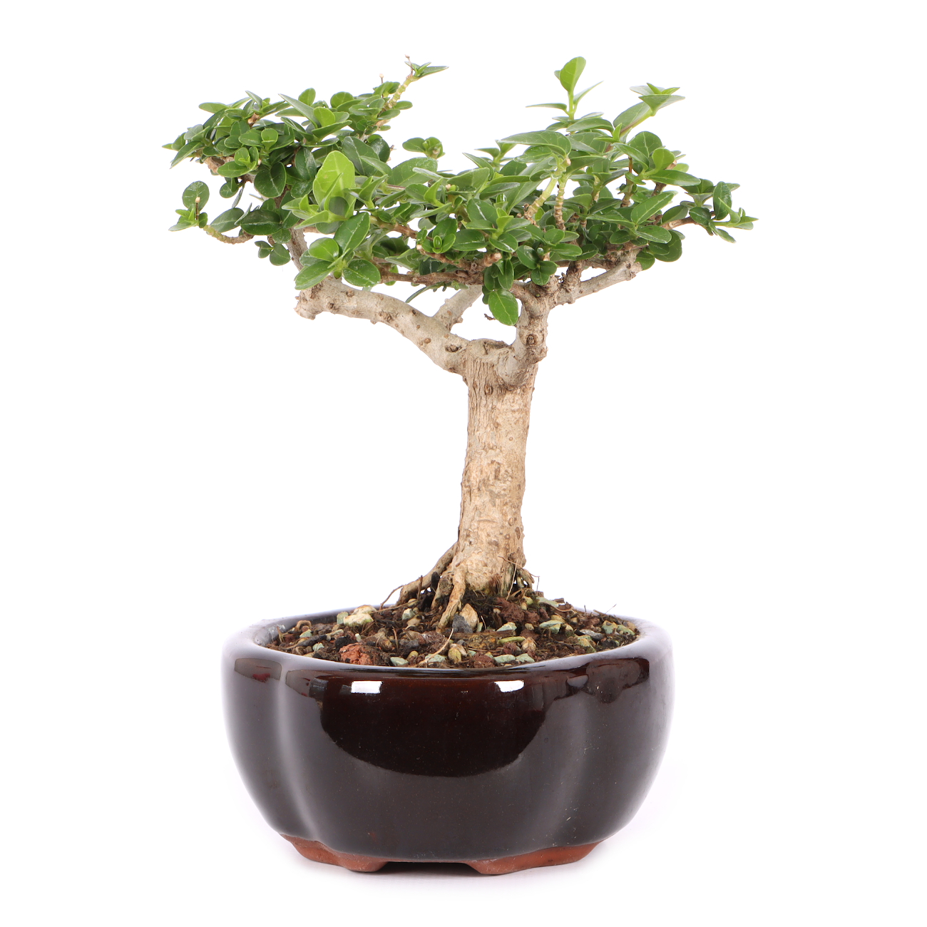 Premna microphylla
