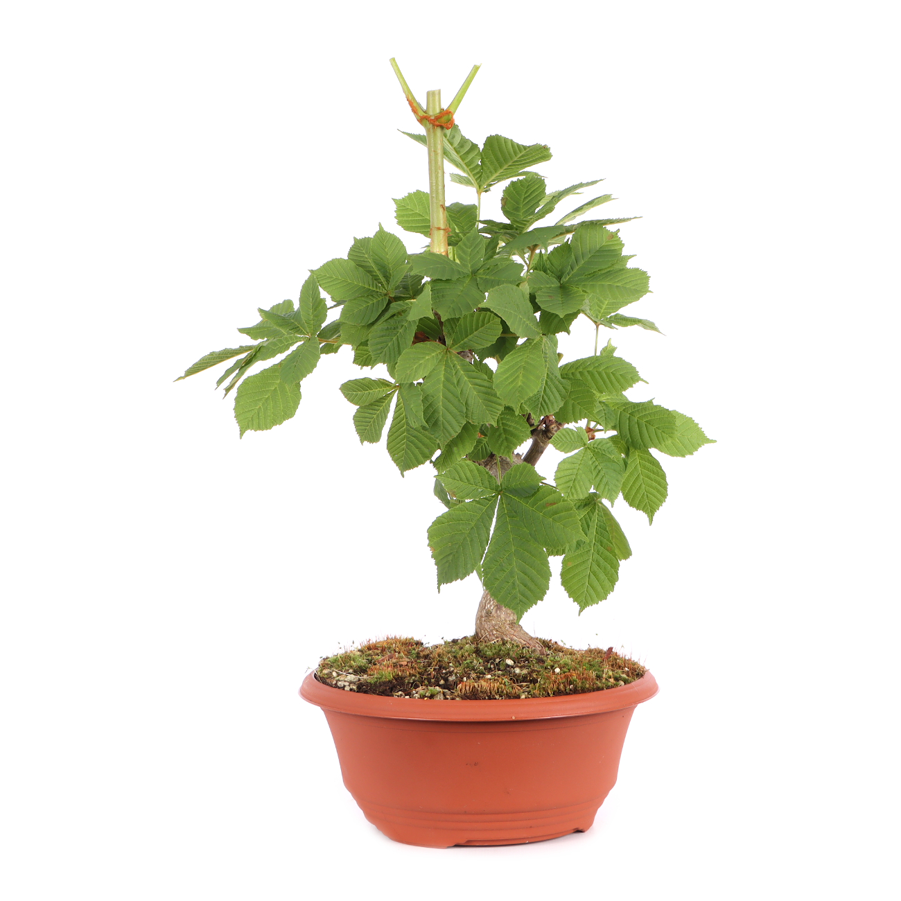 Aesculus hippocastanum