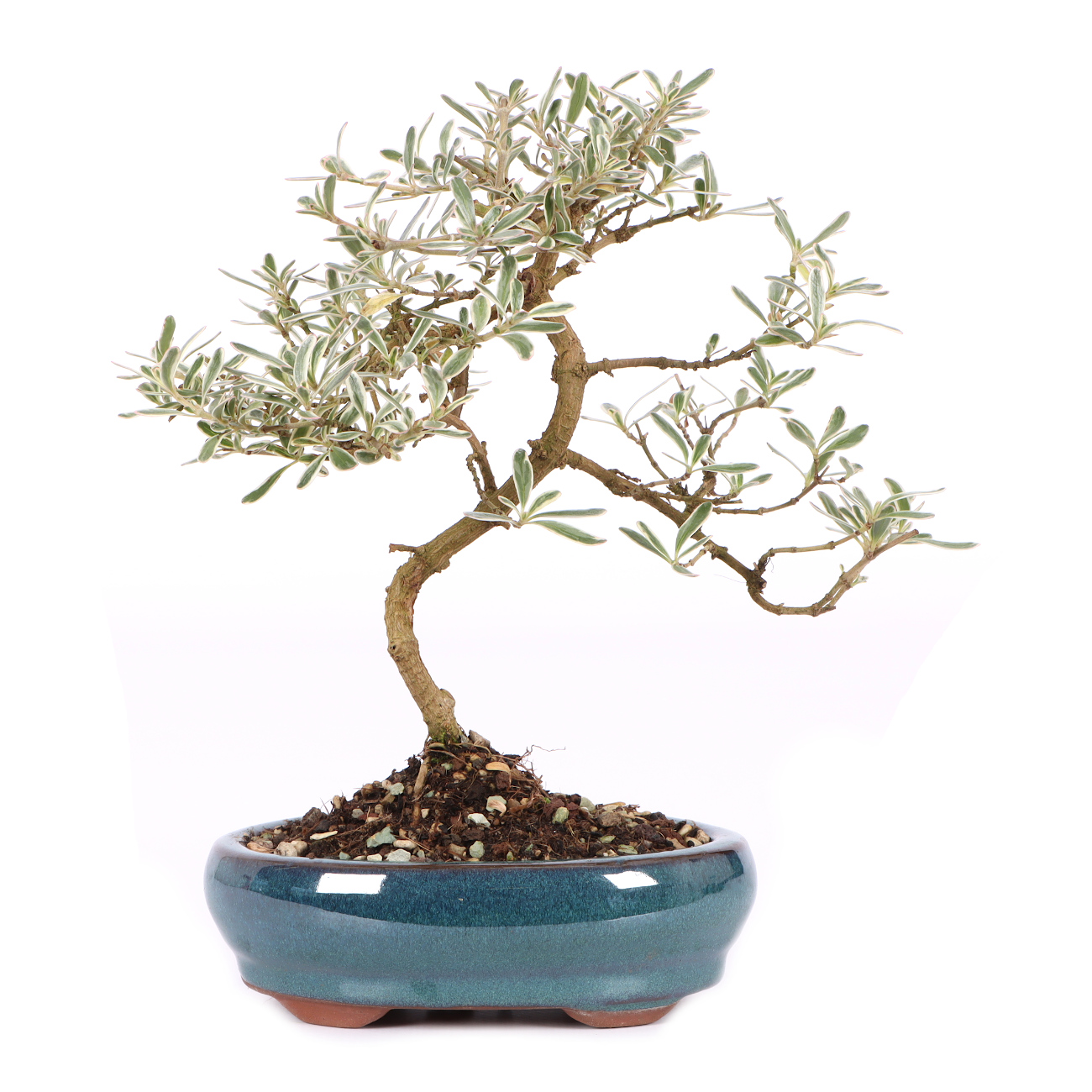 Coprosma x kirkii 'Variegata'