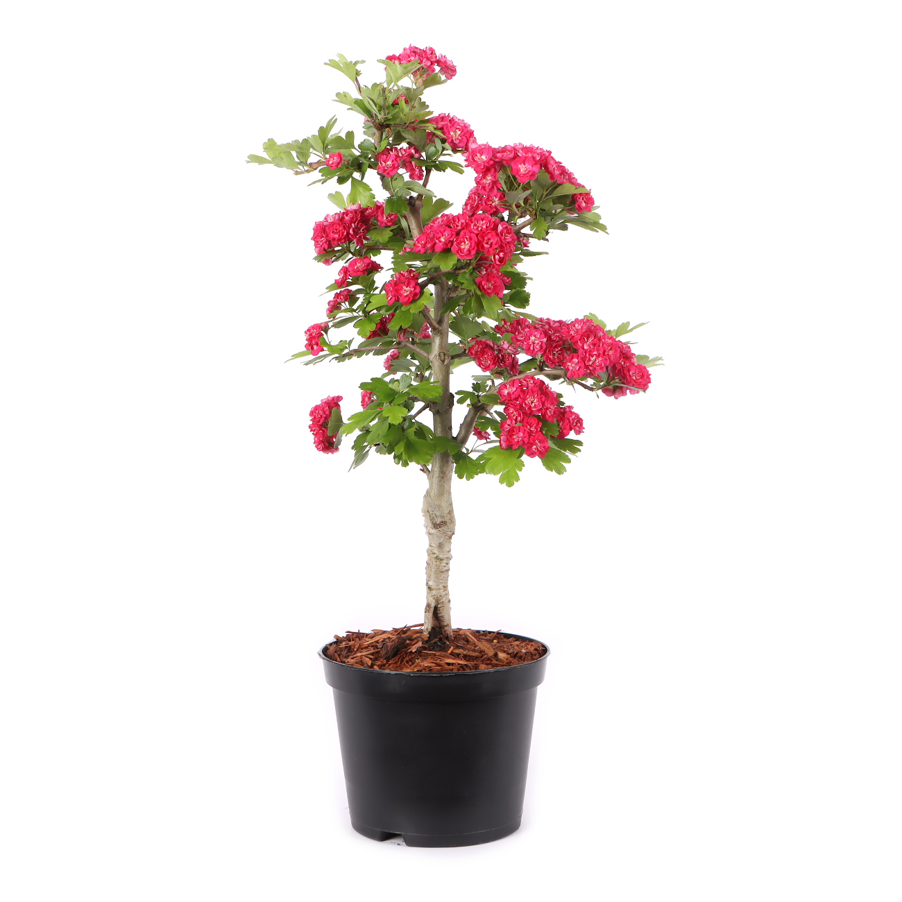Crataegus laevigata 'Paul's Scarlet'