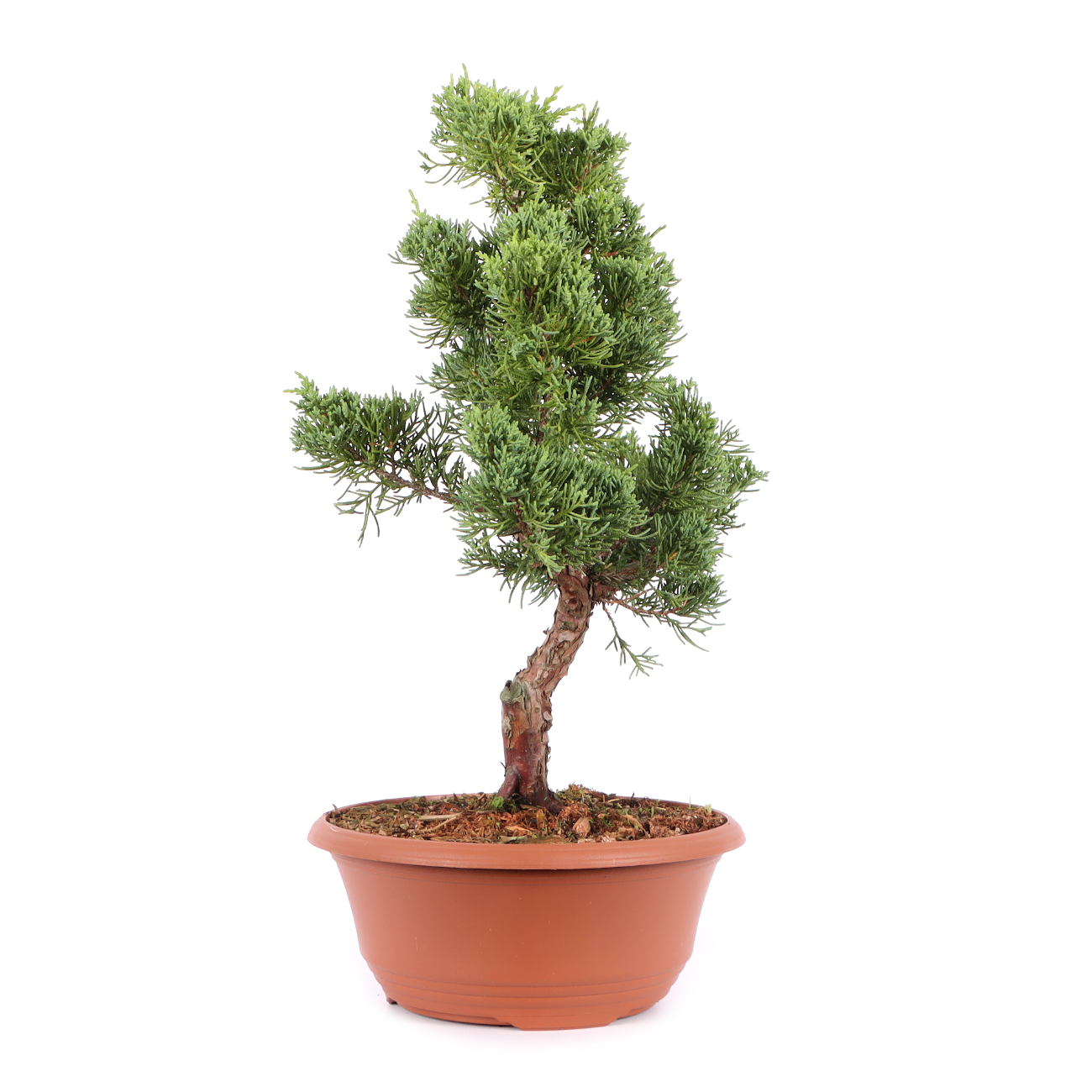 Juniperus chinensis
