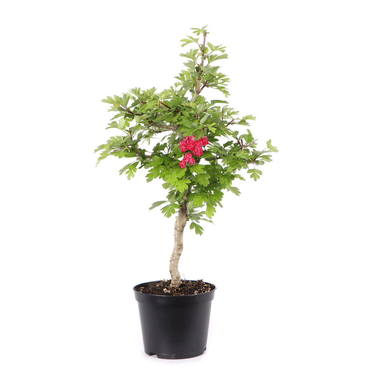 Crataegus laevigata 'Paul's Scarlet'