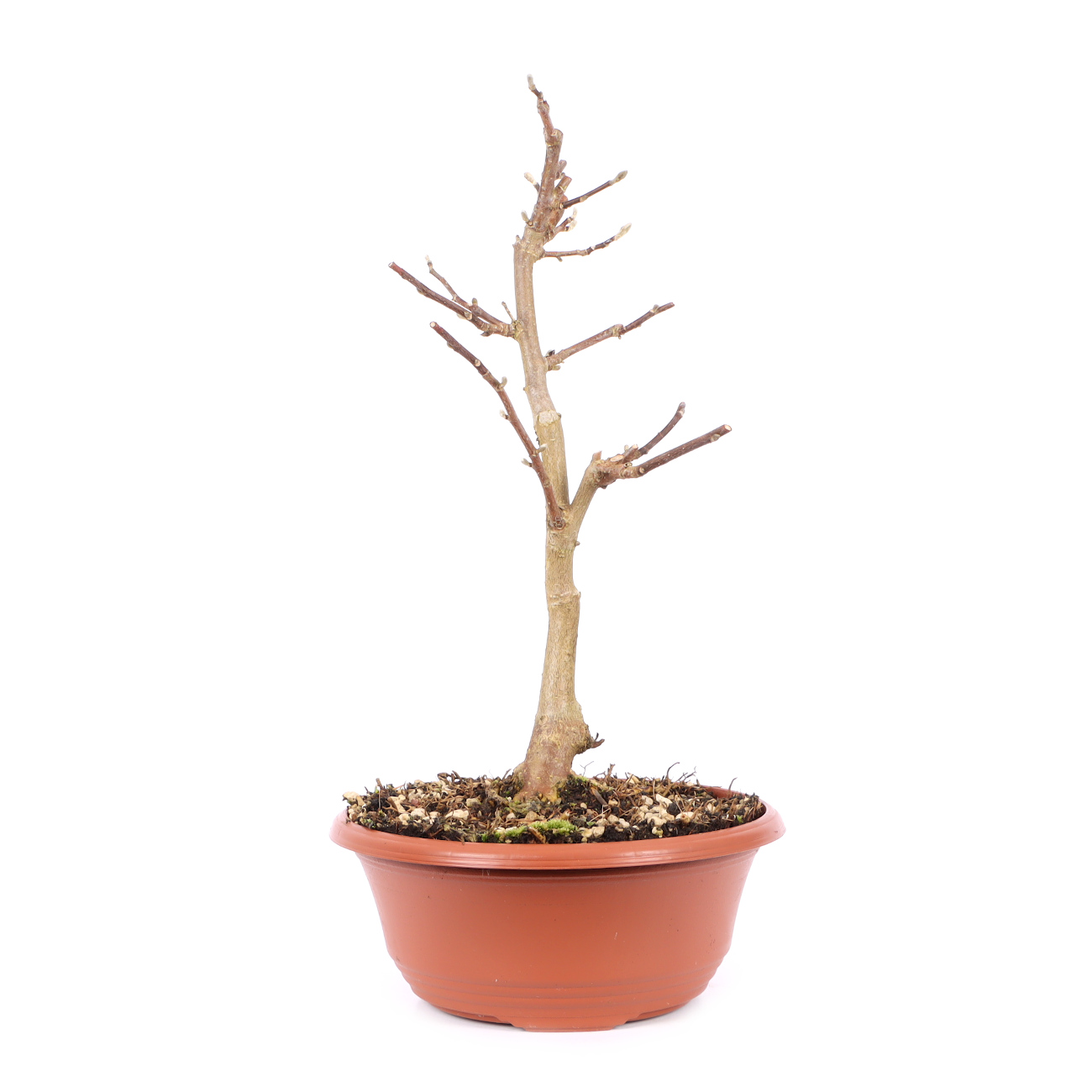 Magnolia stellata 'Royal Star'