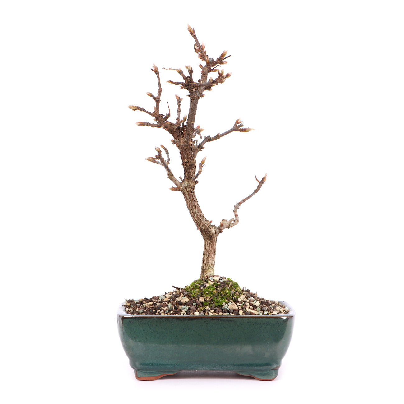 Viburnum x bodnantense 'Dawn'