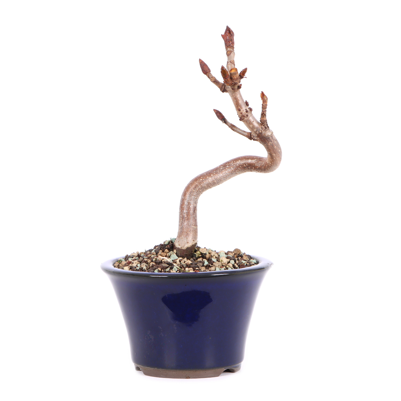 Aesculus hippocastanum