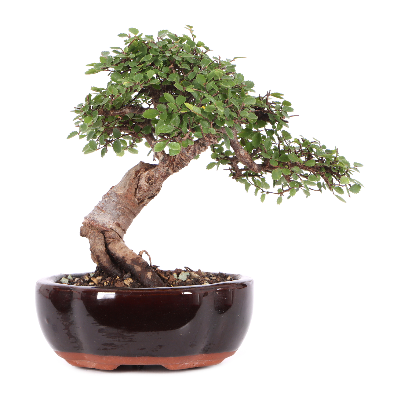 Ulmus parvifolia