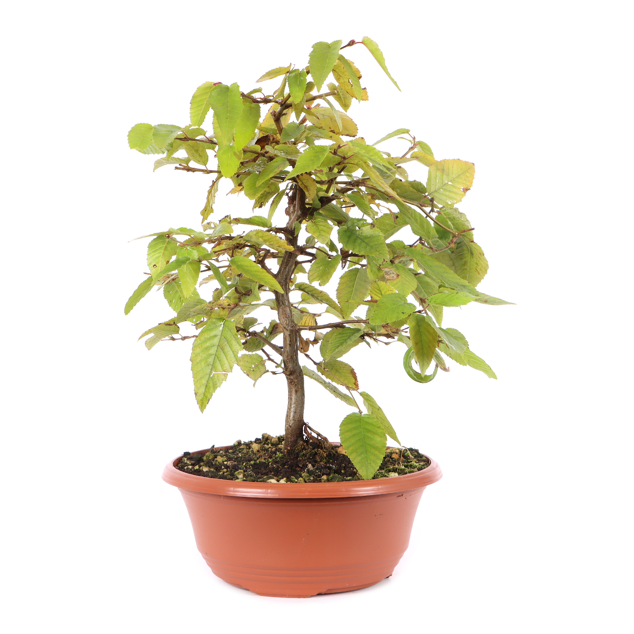 Carpinus turczaninowii