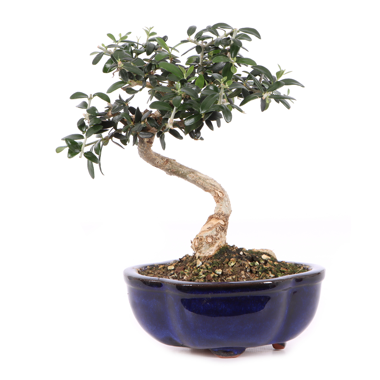 Olea europaea subsp. sylvestris