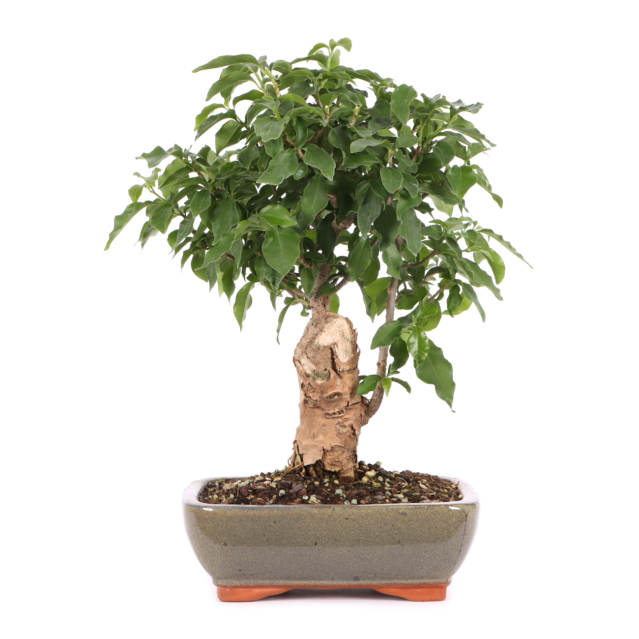 Bougainvillea glabra