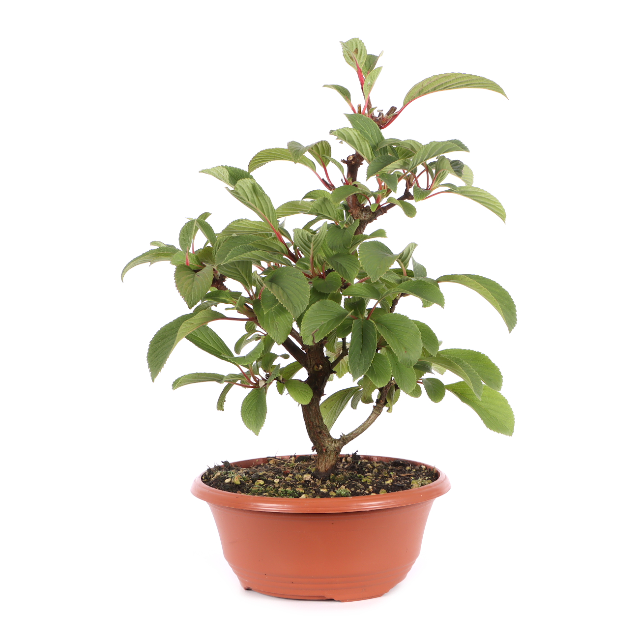 Viburnum x bodnantense 'Dawn'