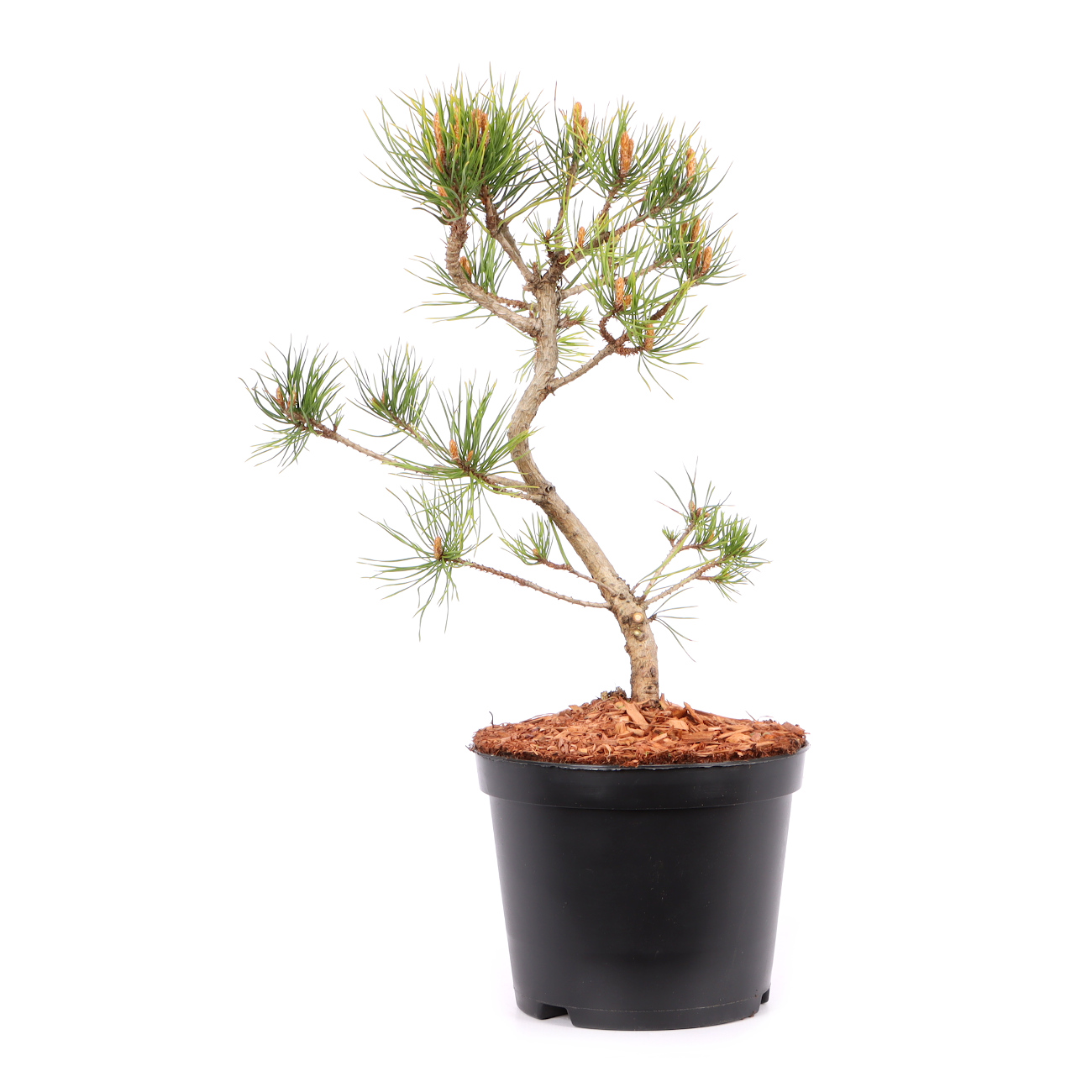 Pinus sylvestris 'Norske Typ'