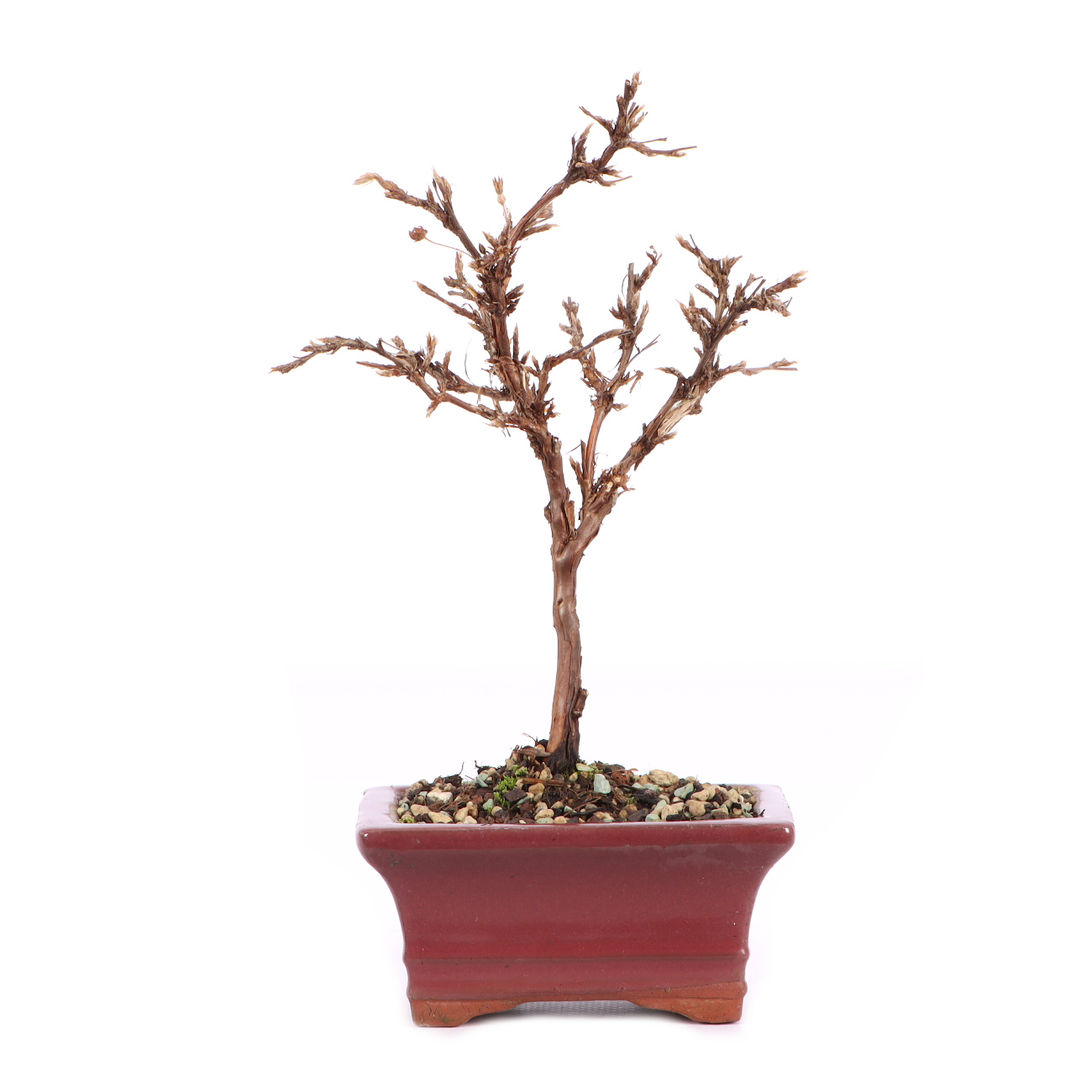 Potentilla fruticosa 'Abbotswood'